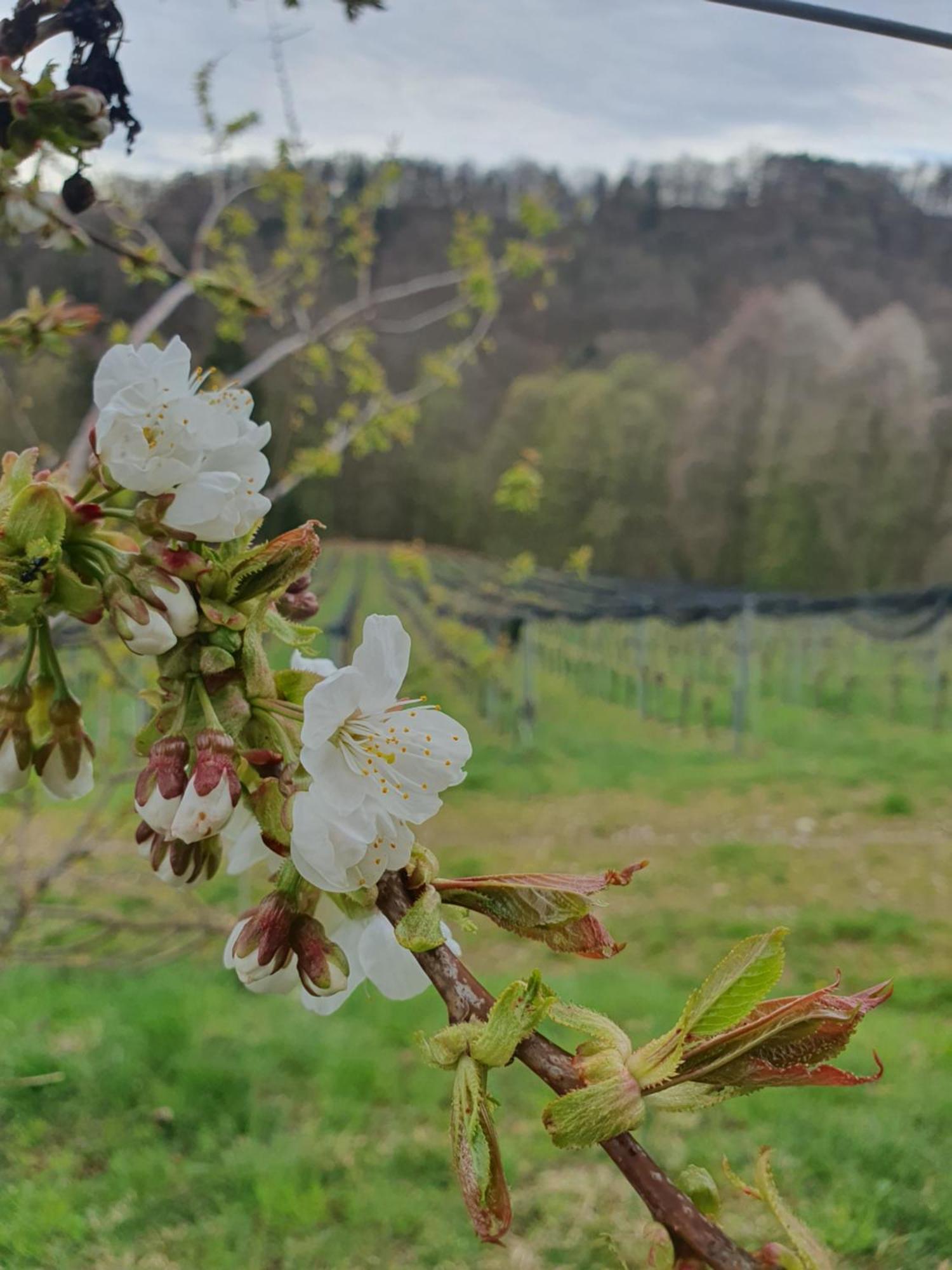 Apartmán Weingut Pugl Leibnitz Exteriér fotografie